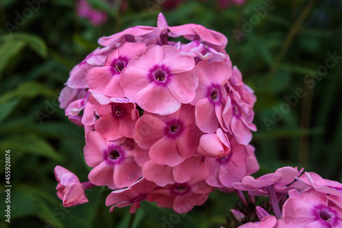 A closeup of purple phlox flowers.