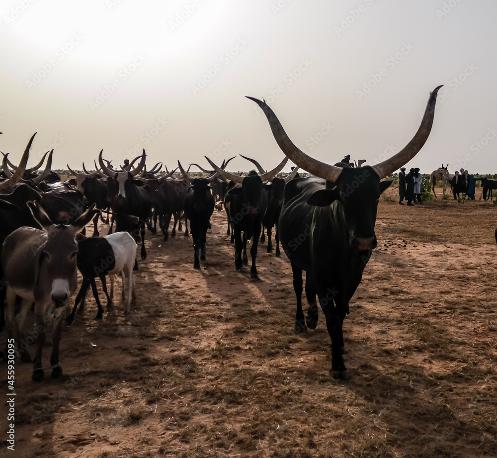 Portrait of ankole-watusi bighorned bull at InGall village, Agadez, Niger