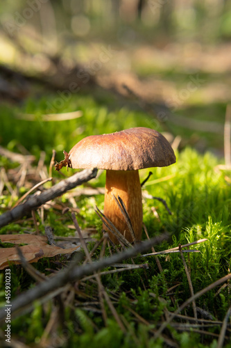 Bay bolete, imleria badia, boletus badius mushroom growing in the moss. Edible, tasty, delicious mushroom. Early autumn in polish forest, mushroom picking season. Natural background. 