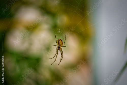 spider on the web © Ingemar