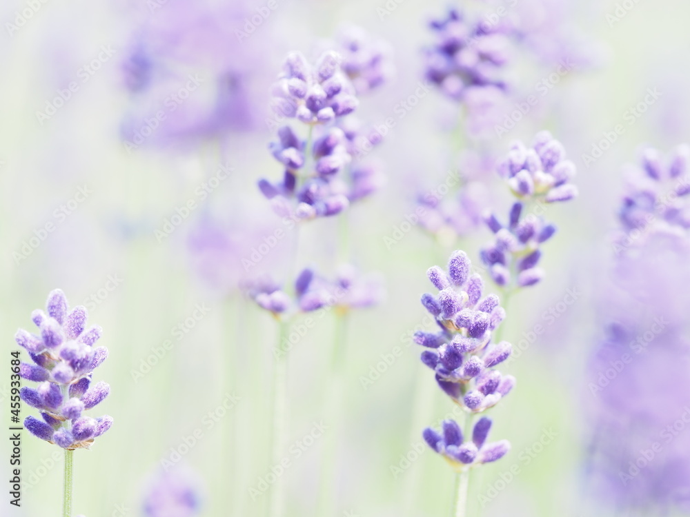 Obraz premium ラベンダーの蕾のクローズアップ