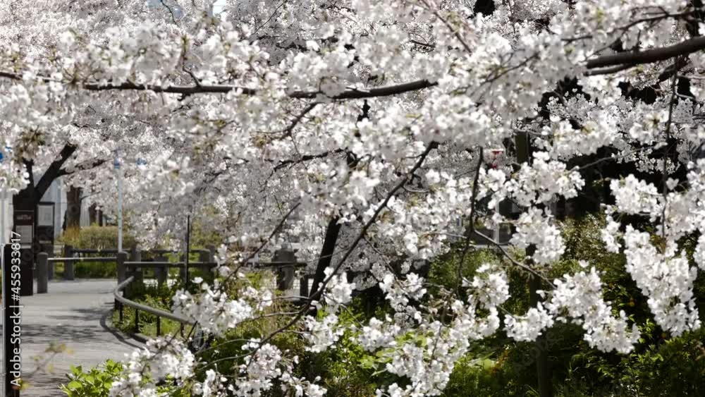 Fioritura di Sakura in Giappone lungo un corridoio d'alberi di ciliegio ed un passante che cammina attraverso. Fioritura di Sakura in Giappone lungo un corridoio d'alberi di ciliegio ed un passante che cammina attraverso.