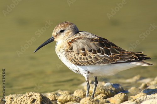 Dunlin, migratory bird on lake coast