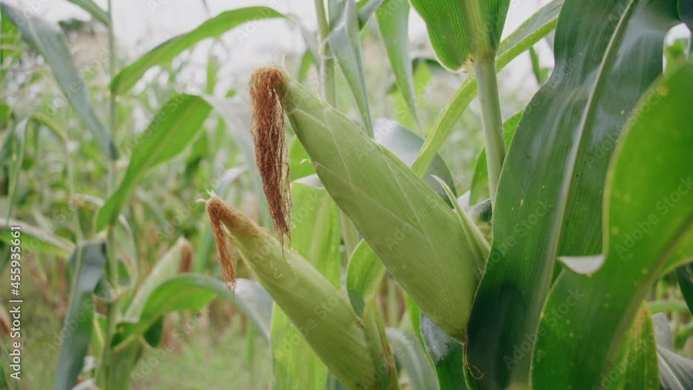 Fresh corn ready to crop in corn field at farm Fresh corn ready to crop in corn field at farm