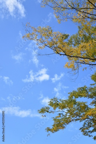 blue sky and yellow leaves 