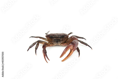 Ricefield crabs isolated on white background.