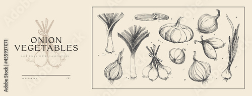 Large set of hand-drawn onions of different shapes and varieties. Vegetables. Farm market product. Organic food concept. Can be used for your design, menu, label. Vintage botanical illustration.