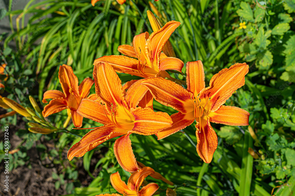 Orange Day Lily flowers in summer garden Orange Day Lily flowers in summer garden