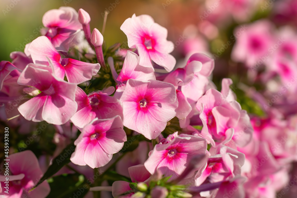 Pink phlox flower close up.