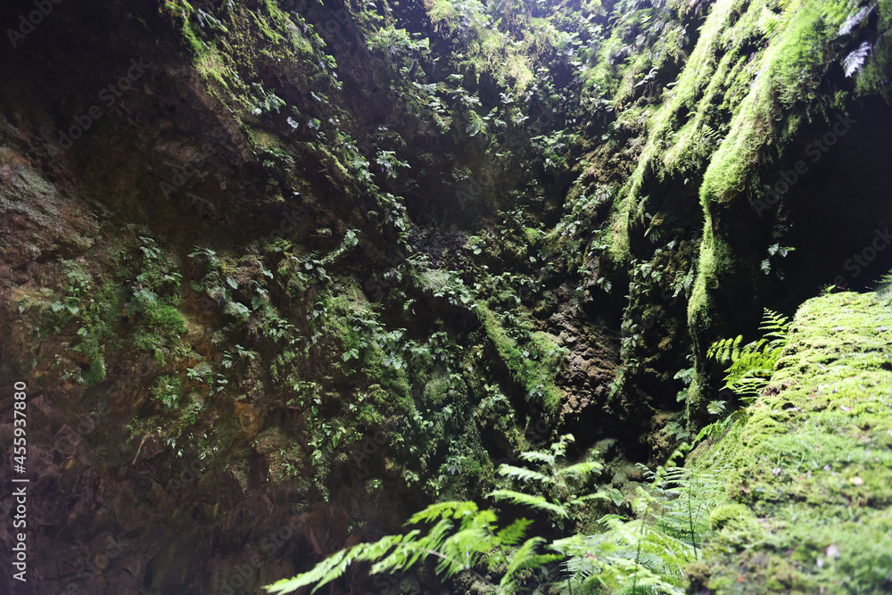 View of the overgrown lava channel of the Algar do Carvao, Terceira island, Azores