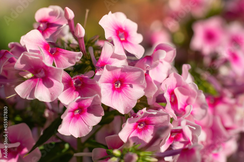 Pink phlox flower close up. © Grigoriy Lukyanov