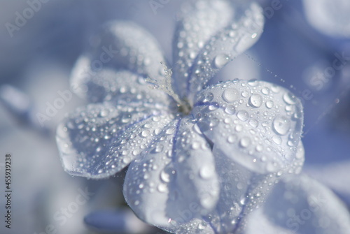 CELESTINA. PLUMBAGO AURICULATA
