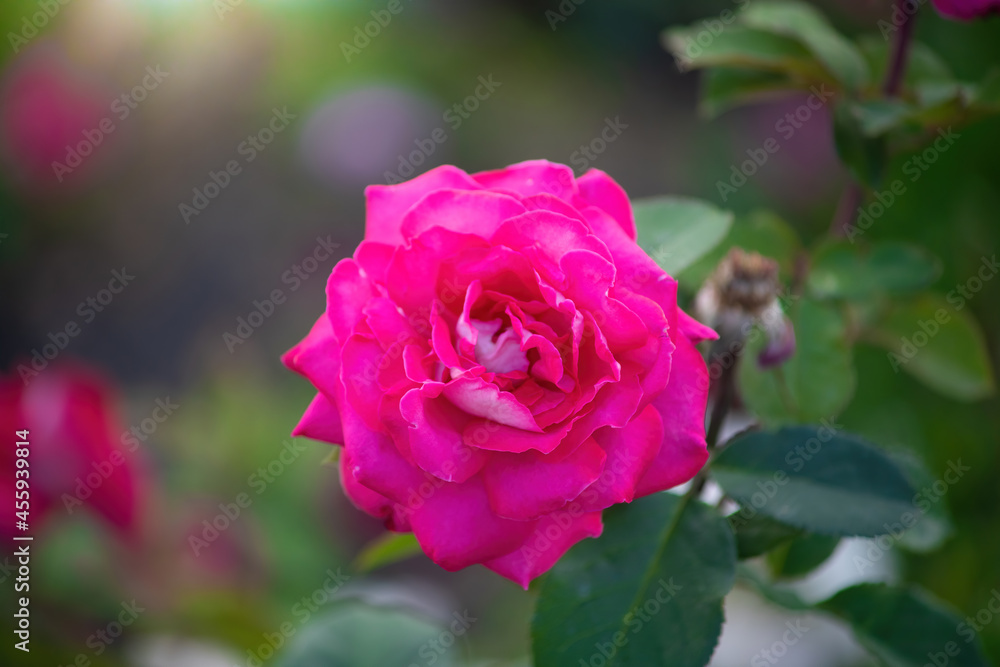 Rose flower on a green blurred background. Rose flower on a green blurred background.