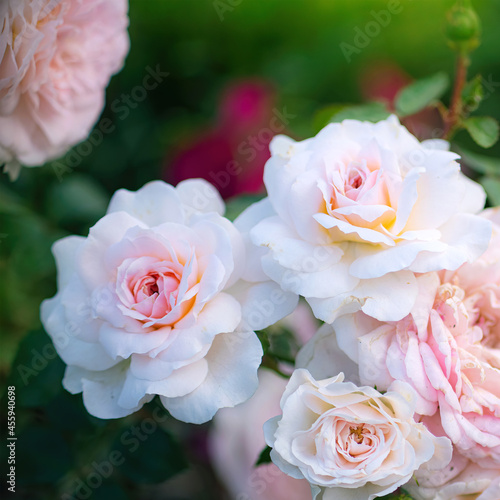 Blooming white rose in spring garden