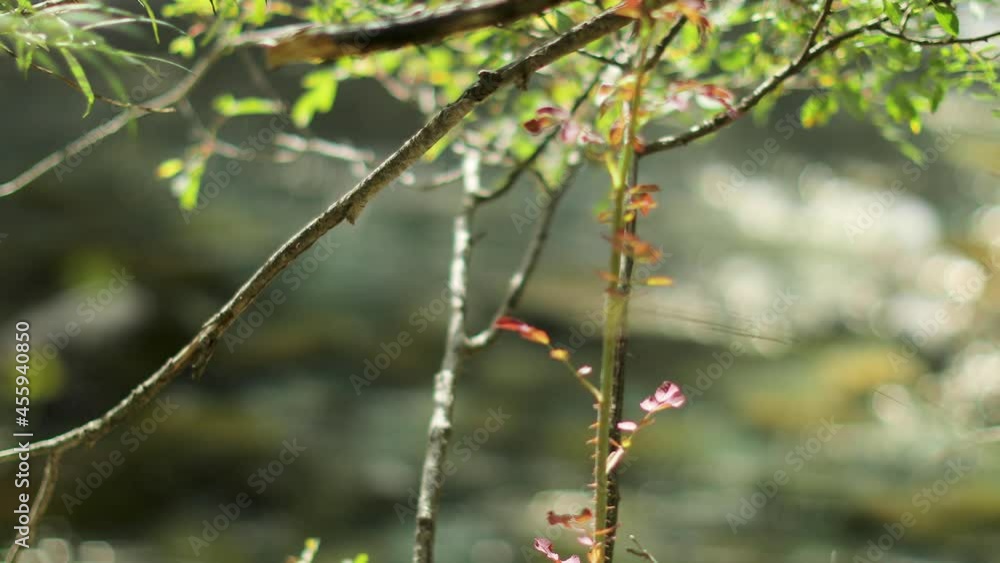 Nature scene outdoors with shallow focus Nature scene outdoors with shallow focus