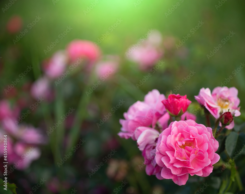 Rose flower on a green blurred background.