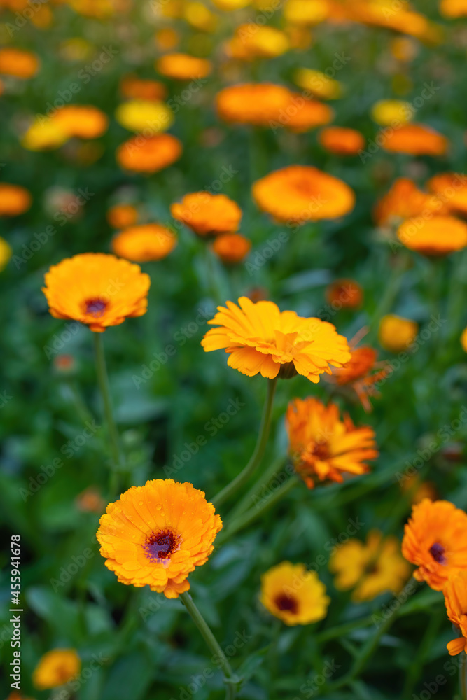 Close-up flowers of a marigold outdoors.