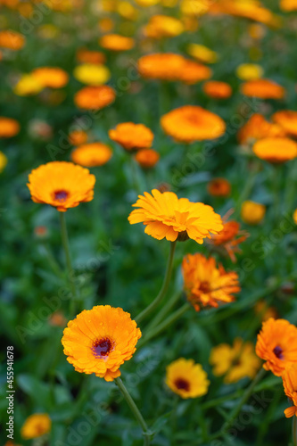 Close-up flowers of a marigold outdoors.