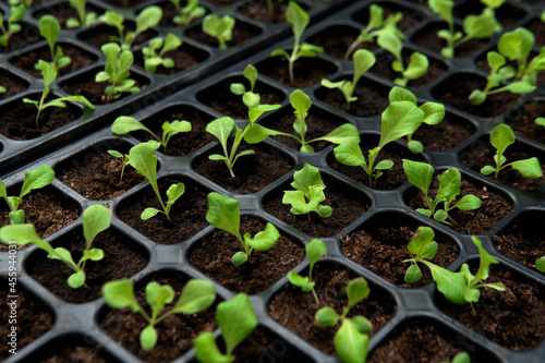 Fotografie Growing Young baby fresh green vegetable lettuce organic salad in black plastic