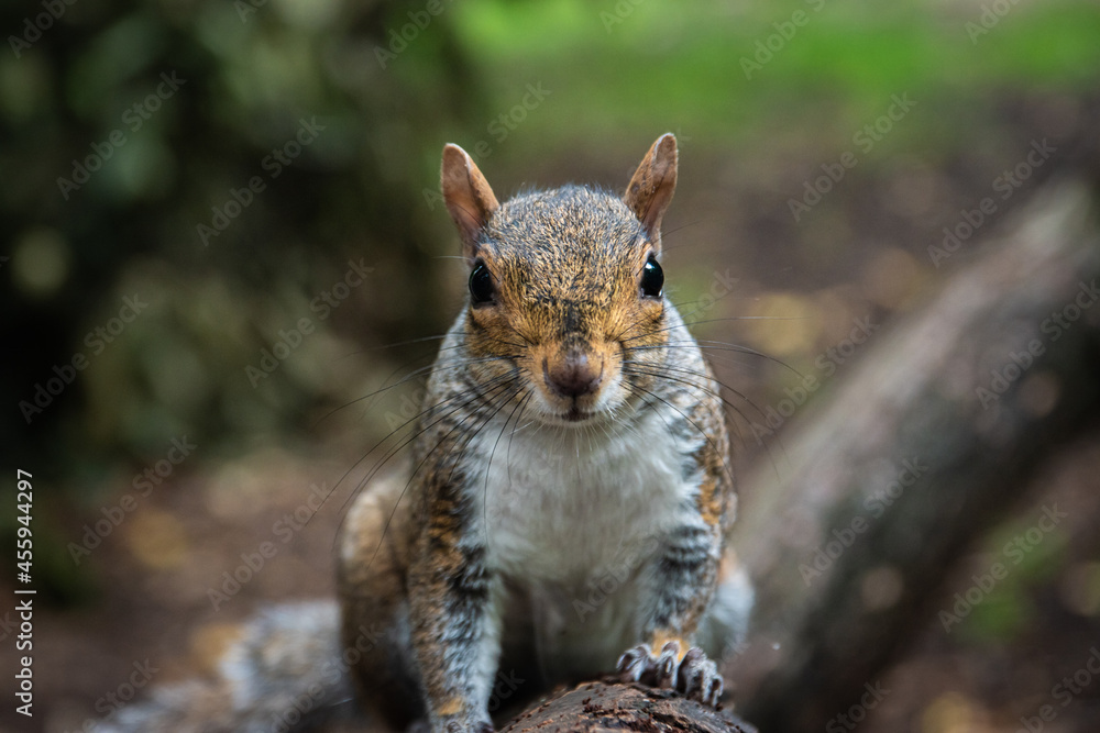 squirrel in the park squirrel in the park