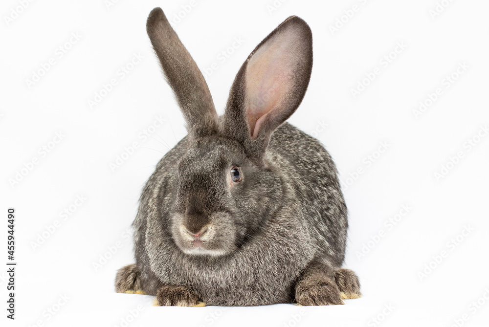 Grey big rabbit isolated on a white background. Grey big rabbit isolated on a white background.