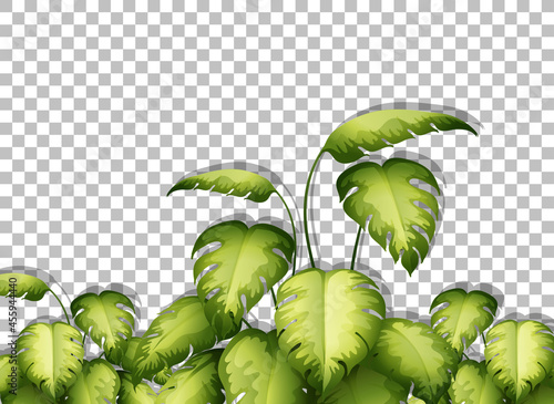 Tropical leaves on transparent background