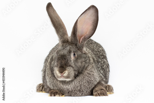 Grey big rabbit isolated on a white background.