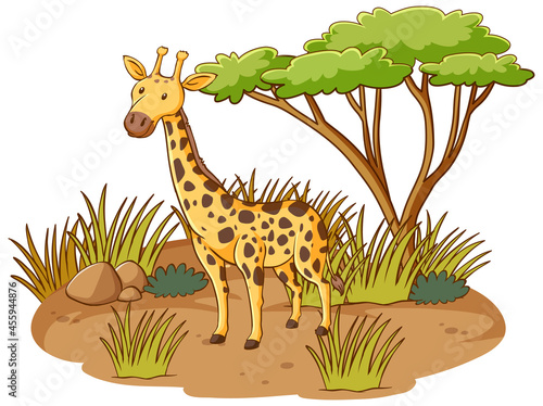 Giraffe in savannah forest on white background