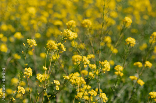 field of yellow flowers © Anna Mironova