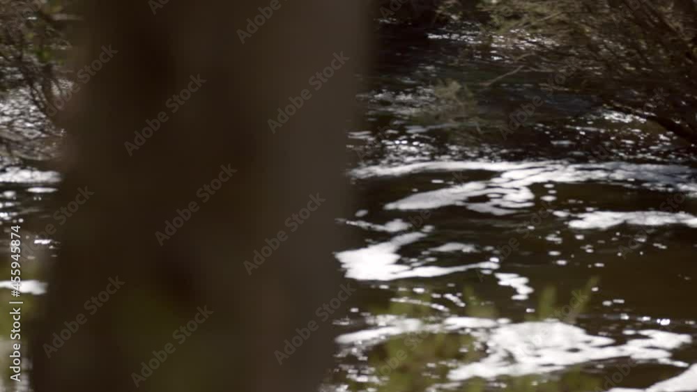 Murky white floodwater gushes down river past trees and bushes. Sound of the torrent Murky white floodwater gushes down river past trees and bushes. Sound of the torrent