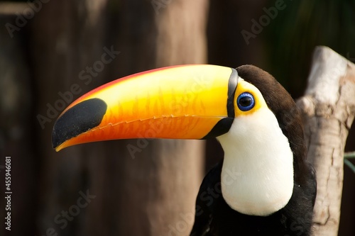 A toucan in the wild 
