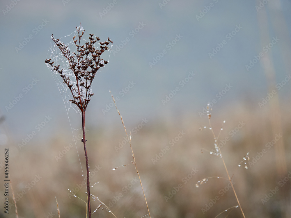 grass in the morning grass in the morning