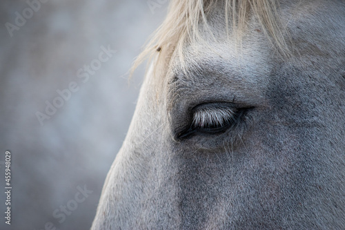 portrait of a horse