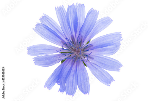chicory flower isolated
