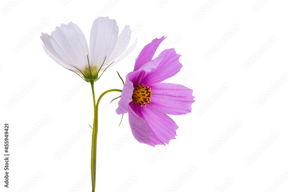 kosmeya flowers isolated kosmeya flowers isolated