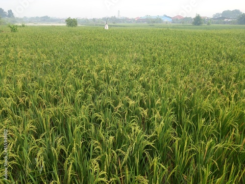 Yellow paddy rice seed with rice fields in the background