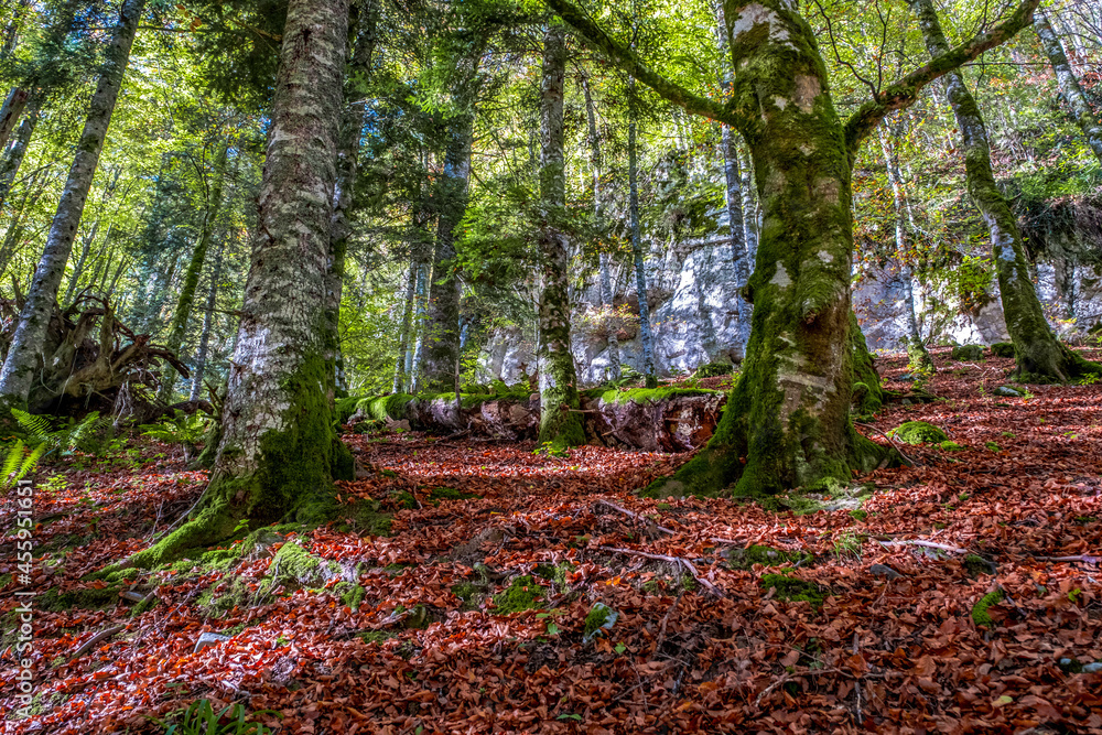 The Irati forest, in the Pyrenees Mountains of Navarra, in Spain, a spectacular beech forest in the month of October The Irati forest, in the Pyrenees Mountains of Navarra, in Spain, a spectacular beech forest in the month of October