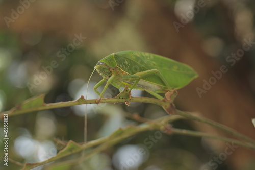 Leaf-mimic katydid really commits to its ability to hide in plain sight.