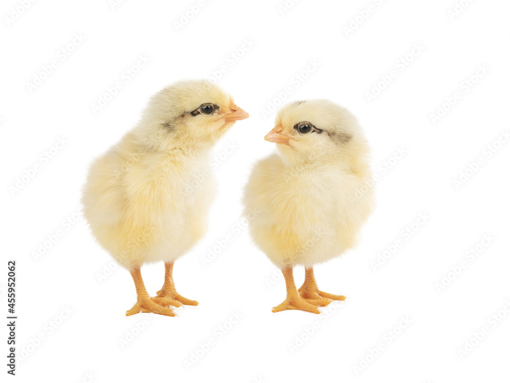 two chickens isolated on white background