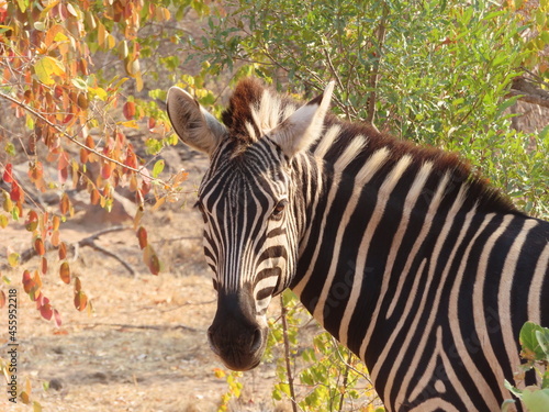 zebra in Kruger National Park