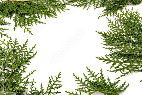 Fresh cypress branch isolated on white background.