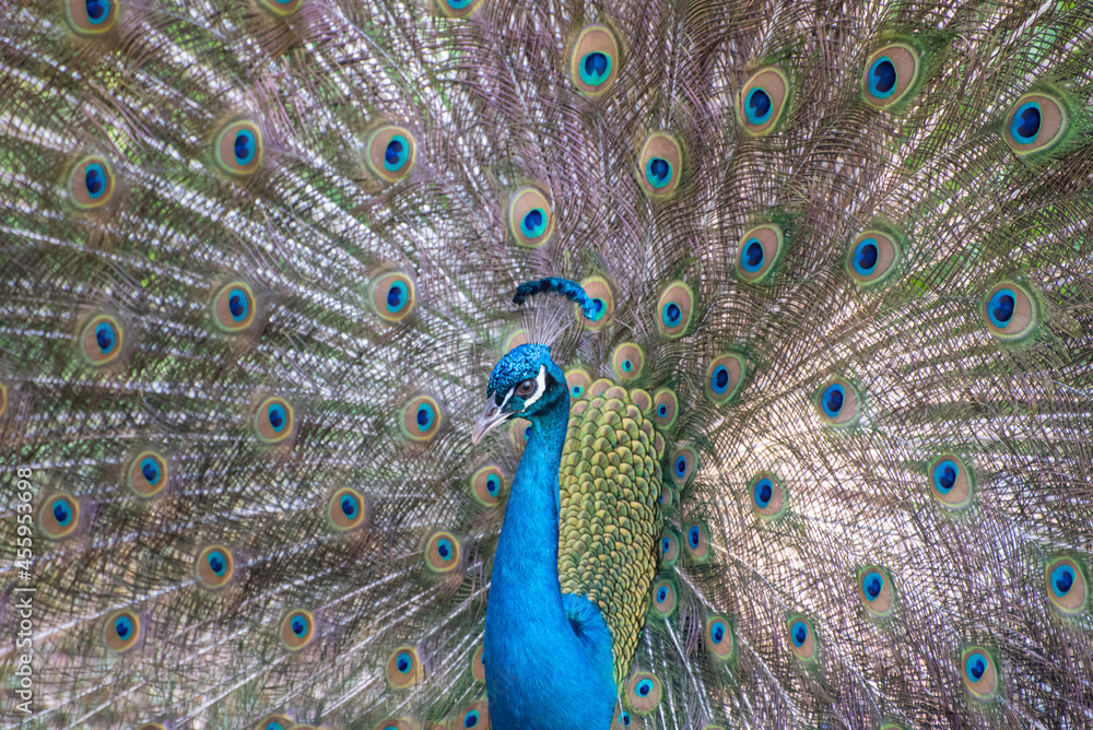 Fototapeta premium Peacock, beautiful peacock sporting its colors and all the details in nature. natural light, selective focus.