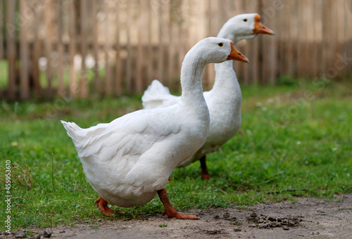 Two white geese walk down the farmyard