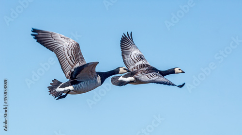 Barnacle Geese  Branta leucopsis  at colony in Barents Sea coastal area  Russia