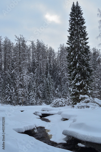 Giant spruce growing in the forest on the banks of a frozen river