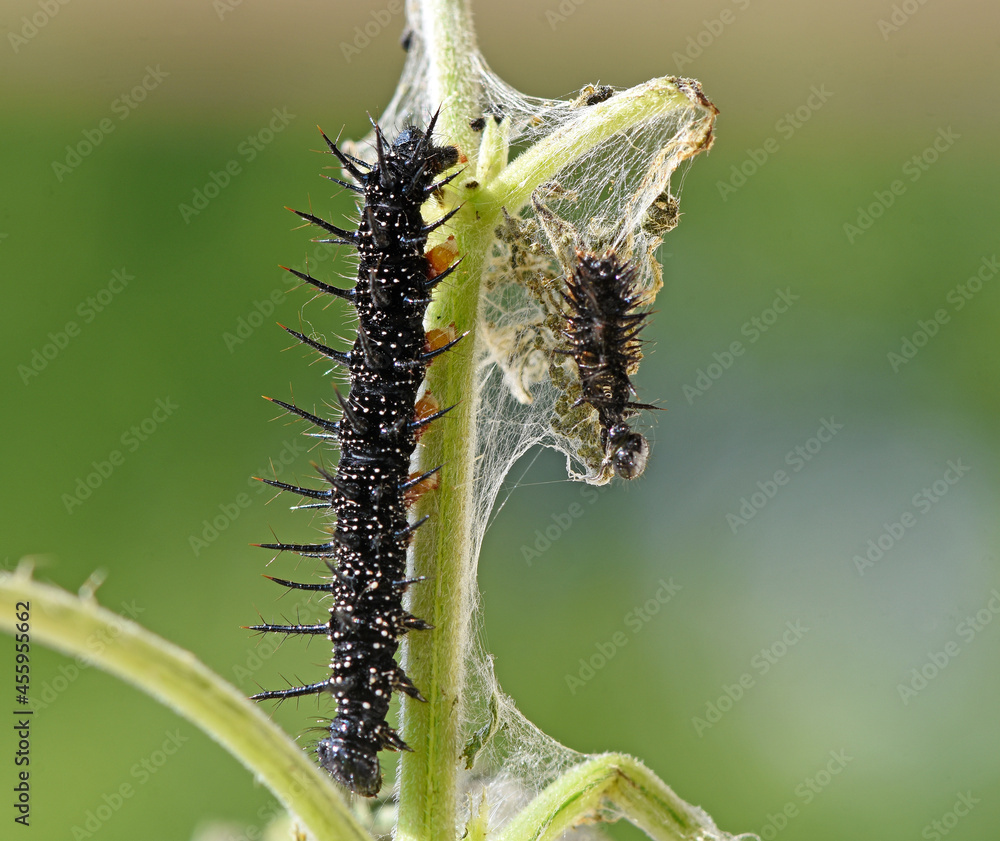 Raupe vom Tagpfauenauge
