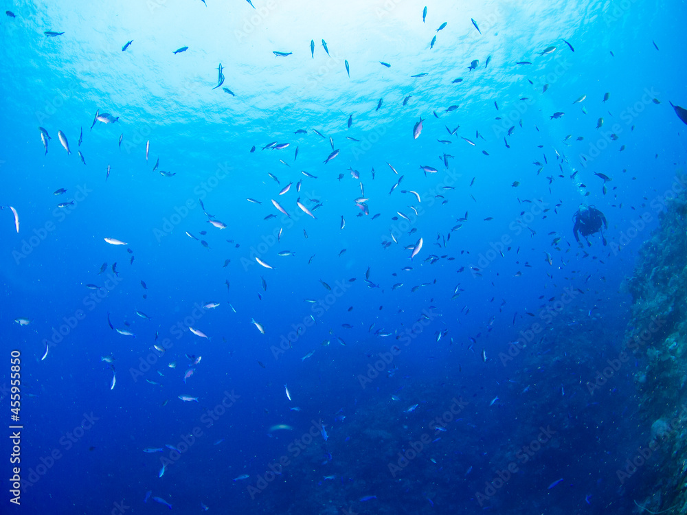 School of Creole wrasse in a middle of blue water (Grand Cayman, Cayman Islands) School of Creole wrasse in a middle of blue water (Grand Cayman, Cayman Islands)