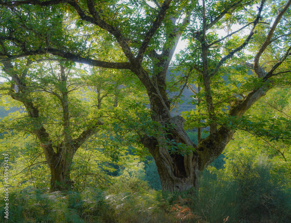 Dos árboles verdes iluminados desde detrás por el sol de un bosque gallego de luz etérea y mágica. Dos árboles verdes iluminados desde detrás por el sol de un bosque gallego de luz etérea y mágica.