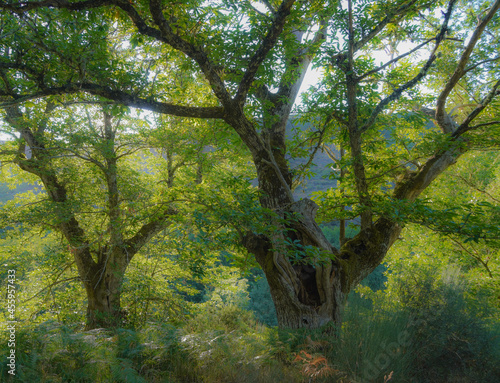 Dos árboles verdes iluminados desde detrás por el sol de un bosque gallego de luz etérea y mágica.