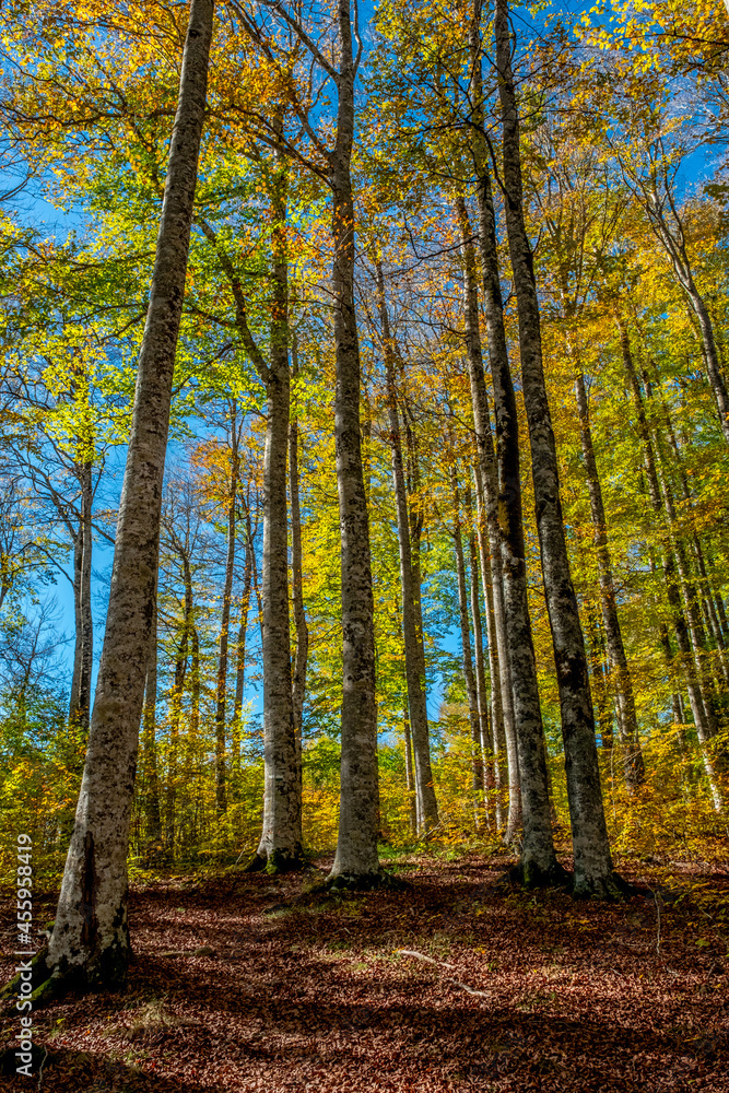 The Irati forest, in the Pyrenees Mountains of Navarra, in Spain, a spectacular beech forest in the month of October The Irati forest, in the Pyrenees Mountains of Navarra, in Spain, a spectacular beech forest in the month of October